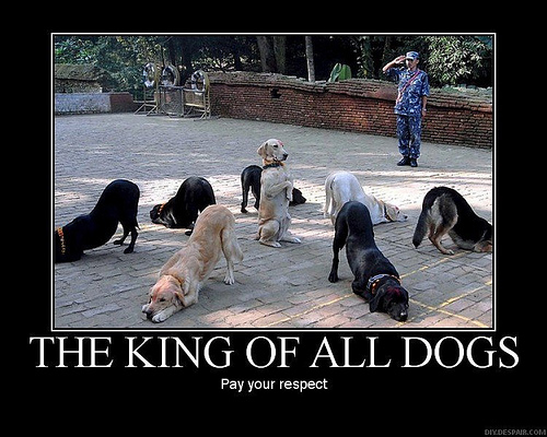 The King Of All Dogs